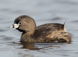 Pied-billed grebe Piedbilled Grebe Identification All About Birds Cornell Lab of