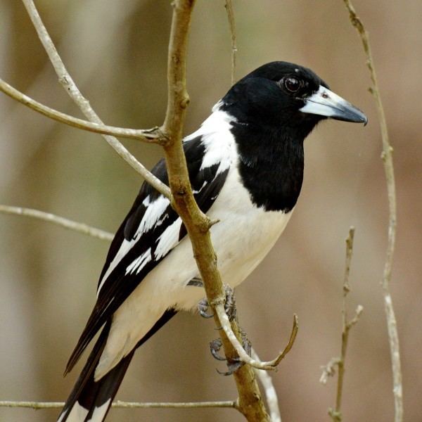 Pied butcherbird Joyful Pied ButcherBird Song Tuunes