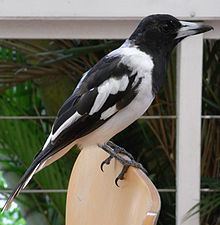 Pied butcherbird httpsuploadwikimediaorgwikipediacommonsthu