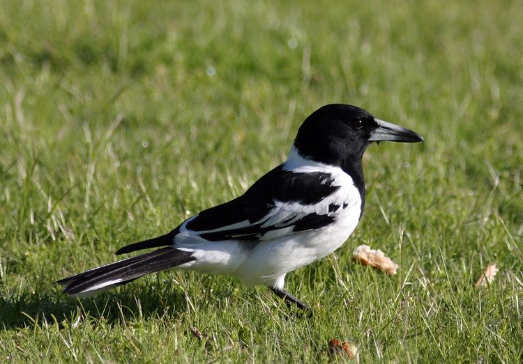 Pied butcherbird BirdLife Melbourne Pied Butcherbird