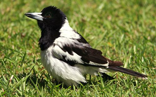 Pied butcherbird Listening Earth Blog Blog Archive Northern dialect of Pied