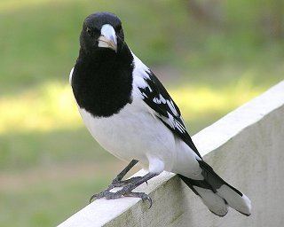 Pied butcherbird Pied Butcherbird Australian Bush Birds