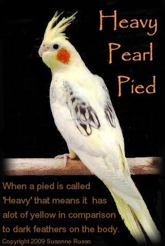 Pied cockatiel wwwjustcockatielsnetuploads27492749198400