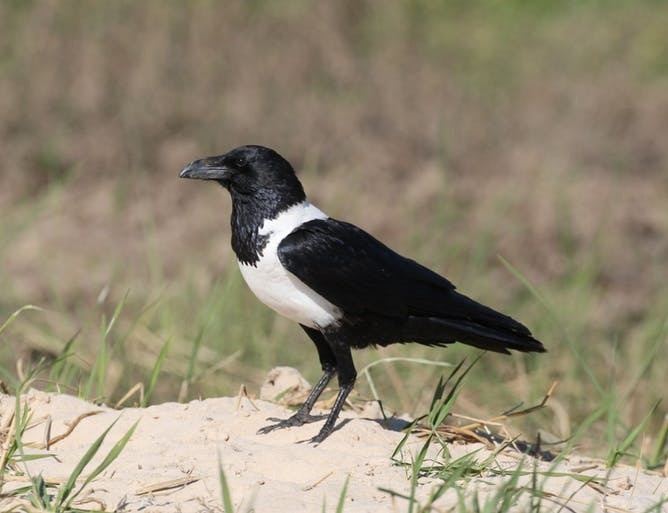 Pied crow How climate change is causing pied crow numbers to soar