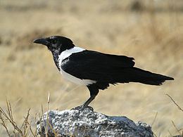 Pied crow Pied crow Wikipedia