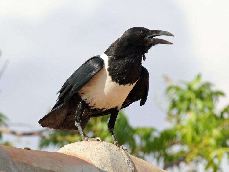 Pied crow FilePied Crow RWD7jpg Wikimedia Commons