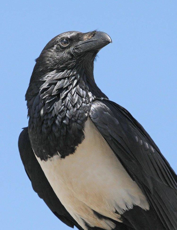 Pied crow Mystery bird pied crow Corvus albus GrrlScientist Science