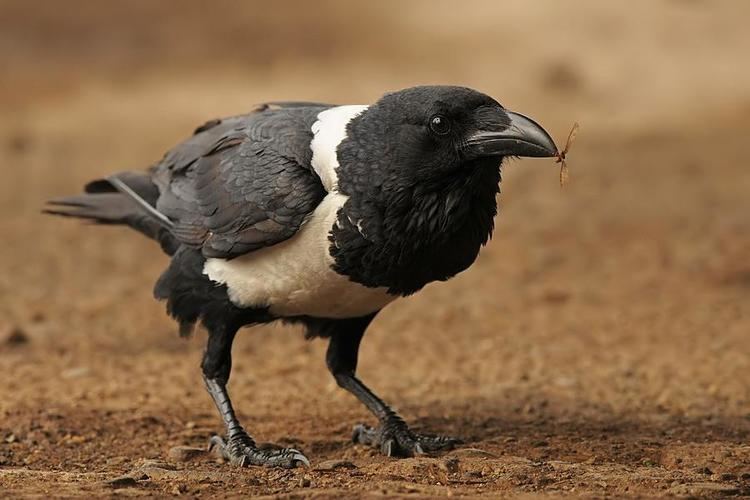 Pied crow Pied Crow Corvus albus videos photos and sound recordings the