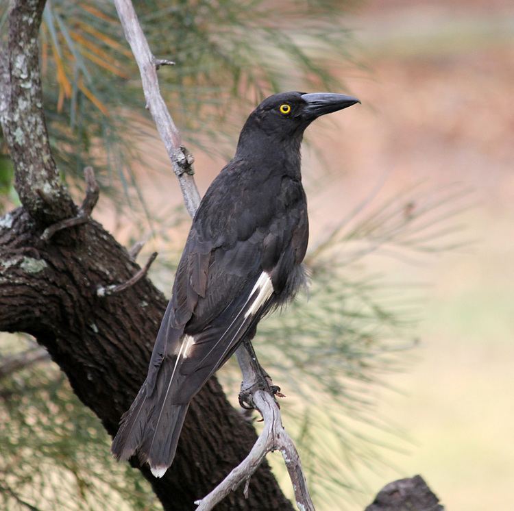 Pied currawong Pied currawong Strepera graculina Department of Environment and