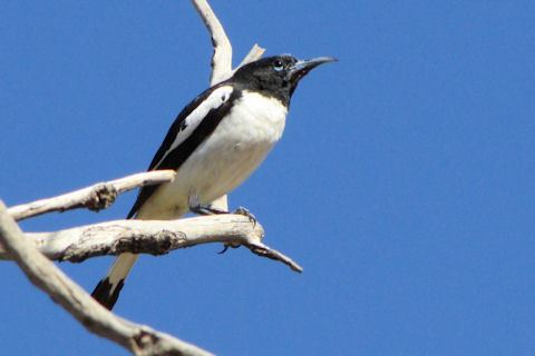 Pied honeyeater wwwbushpeacombdphvikmipied20honeyeater200