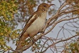 Pied honeyeater Pied Honeyeater BirdLife Australia