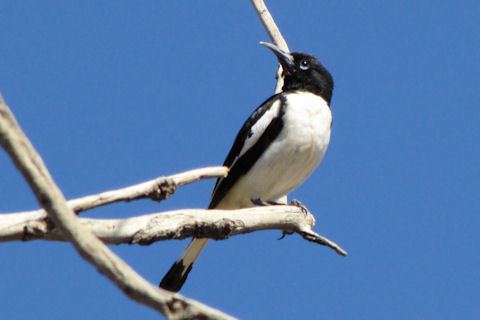 Pied honeyeater Pied Honeyeater Bushpea 27