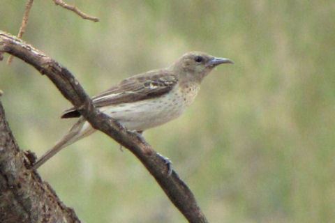 Pied honeyeater Pied Honeyeater Bushpea 67