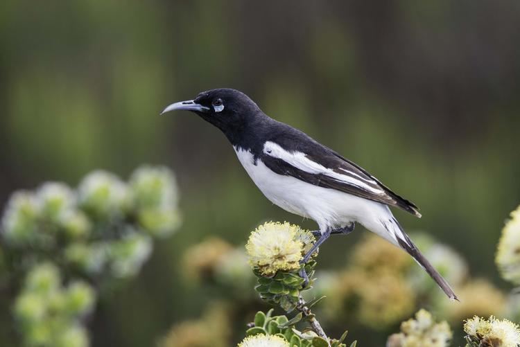 Pied honeyeater Pied Honeyeater Certhionyx variegatus Male bird on flower the