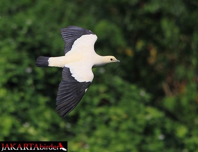 Pied imperial pigeon Oriental Bird Club Image Database Pied Imperial Pigeon Ducula