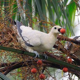 Pied imperial pigeon Pied Imperial Pigeons eating palm fruits Bird Ecology Study Group