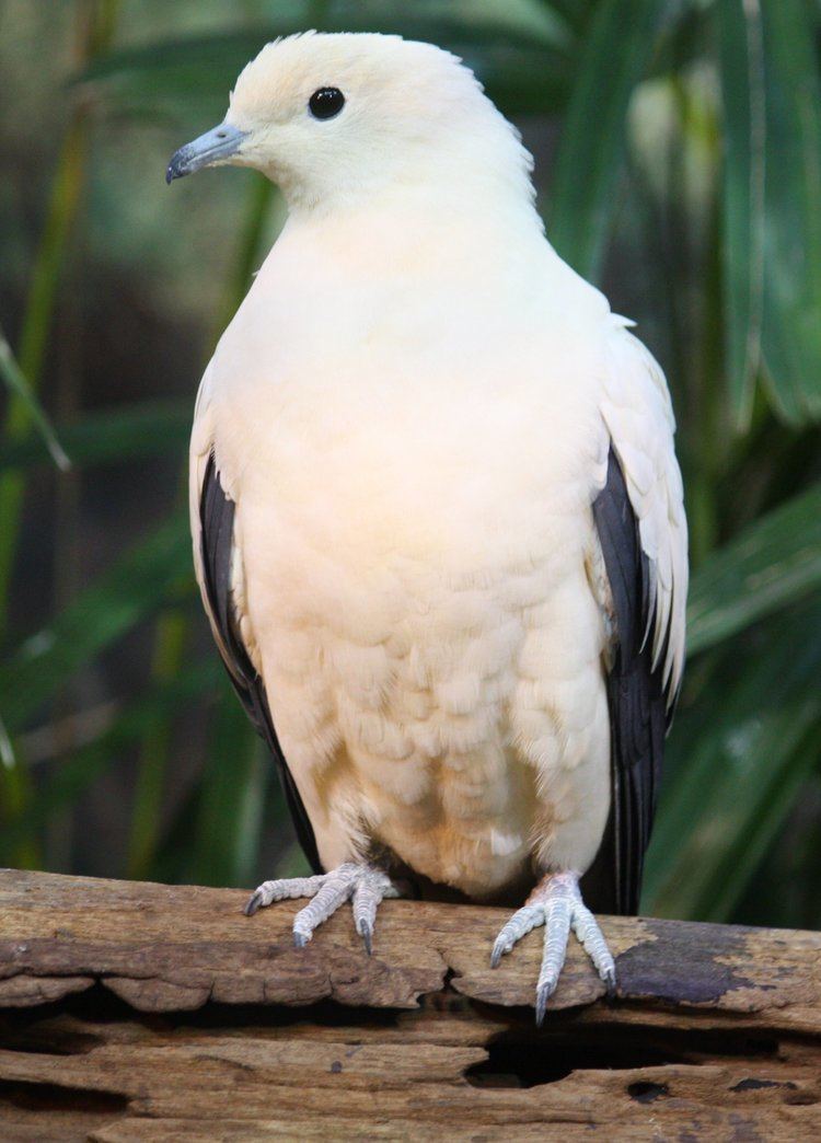 Pied imperial pigeon FilePied Imperial Pigeon by Trishajpg Wikimedia Commons