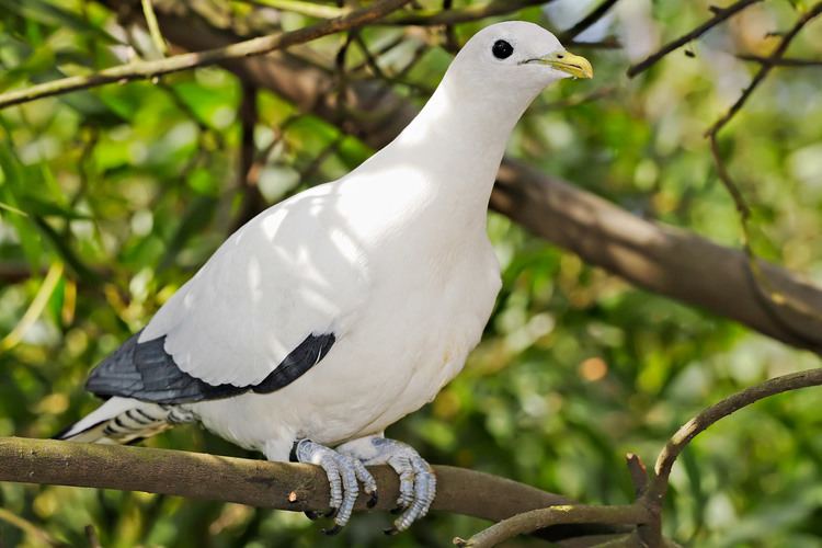 Pied imperial pigeon FilePied Imperialpigeon melbourne zoojpg Wikimedia Commons