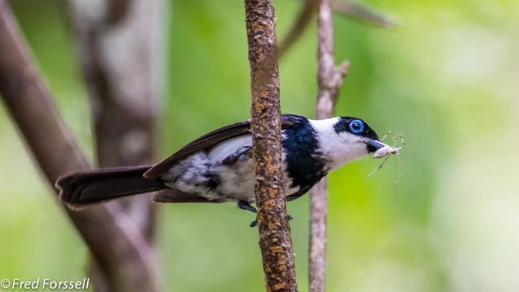 Pied monarch Pied Monarch Arses kaupi videos photos and sound recordings the