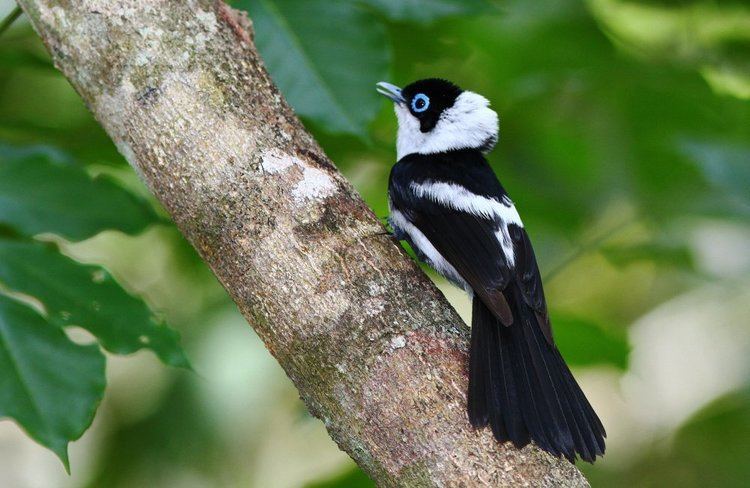 Pied monarch tyto tony Pied Monarch flits about