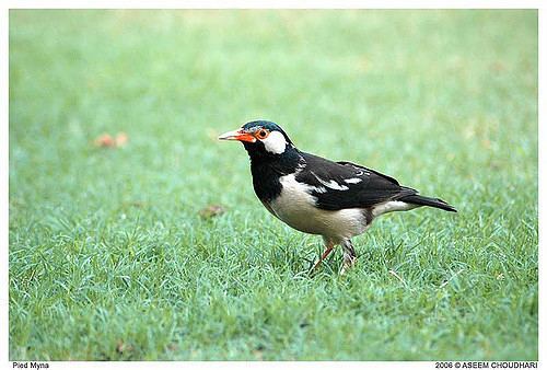 Pied myna PiedMyna This is an image taken at my house garden Asian Flickr