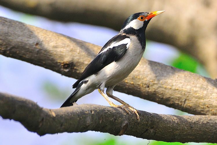Pied myna Asian Pied Starling Pied Myna or Go shalik in Bengali Flickr