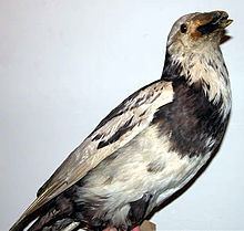 Pied raven httpsuploadwikimediaorgwikipediacommonsthu