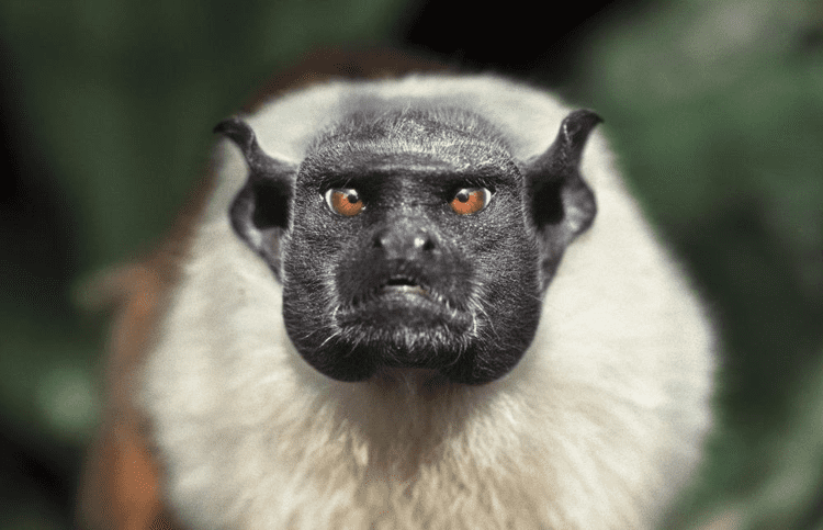 Pied tamarin 78 Best images about Primates New World Pied Tamarin Saguinus