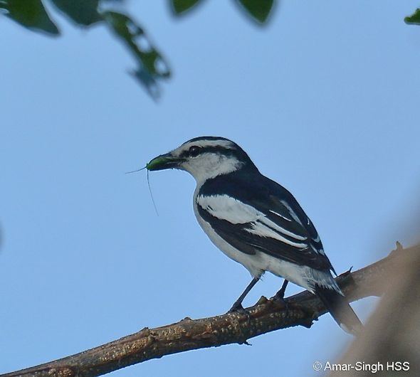 Pied triller Pied Triller nesting Bird Ecology Study Group
