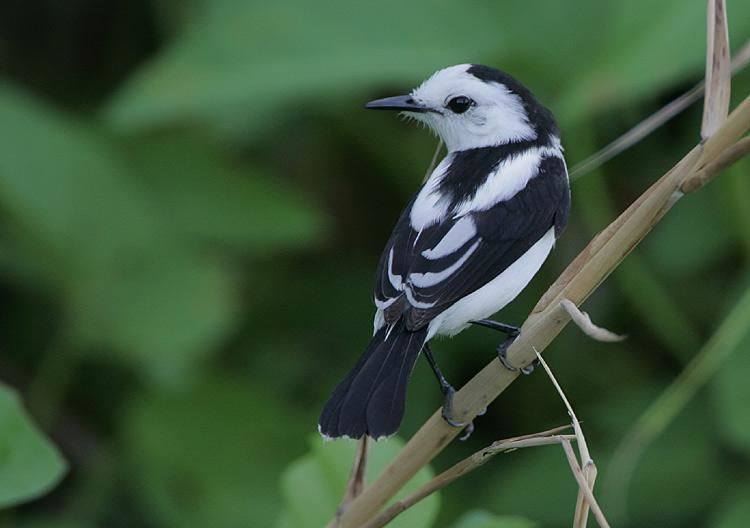 Pied water tyrant Pied Watertyrant Fluvicola pica videos photos and sound