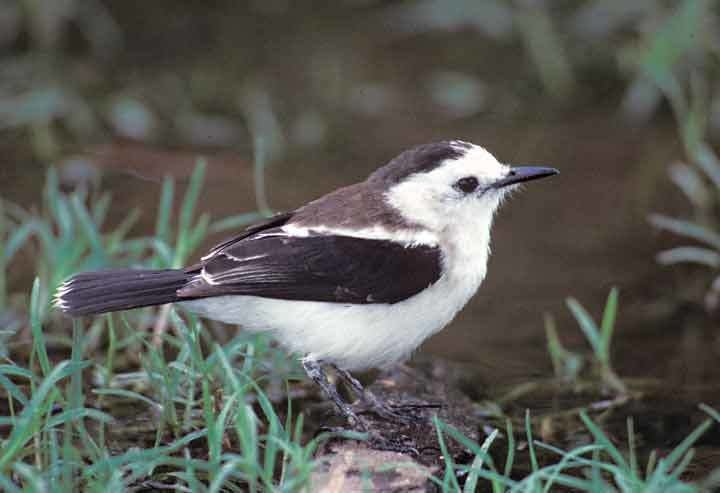 Pied water tyrant Pied WaterTyrant Fluvicola pica