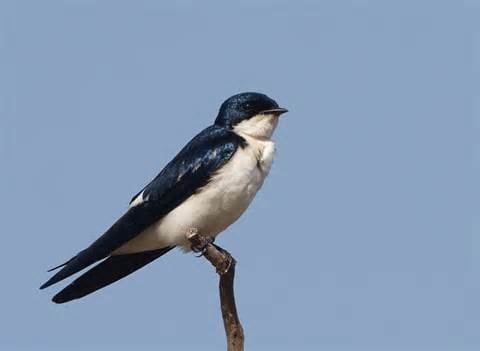 Pied-winged swallow wwwtaenoscomimgITISHirundoleucosomapiedwin