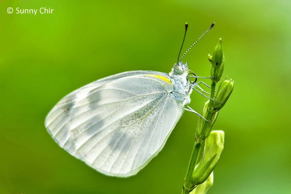 Pieris canidia ButterflyCircle Checklist