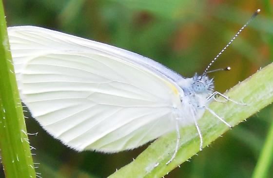 Pieris oleracea White Butterfly Identification Pieris oleracea BugGuideNet