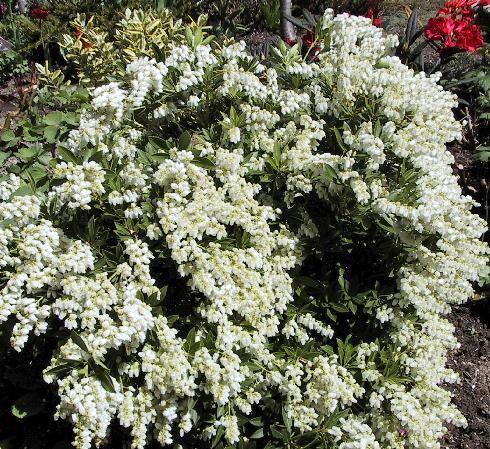 Pieris (plant) httpswwwhumeseedscompierisjpg