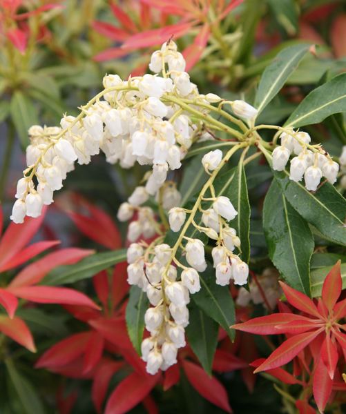 Pieris (plant) Buy lilyofthevalley shrub Pieris 39Forest Flame39 Delivery by Crocus