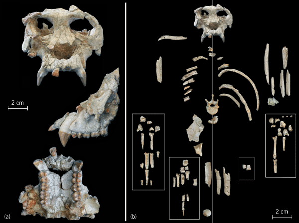 Pierolapithecus A PreAustralopithecine