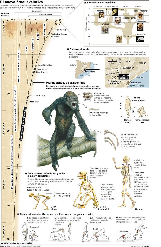 Pierolapithecus 20041116PierolapithecusCatalaunicus Mariano Zafra Molina Flickr