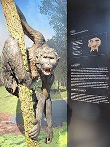 Pierolapithecus httpsuploadwikimediaorgwikipediacommonsthu