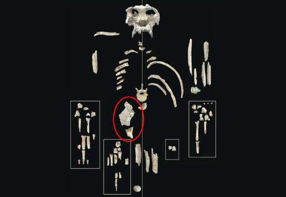 Pierolapithecus 119 MillionYearOld Fossil of Pierolapithecus Analyzed by