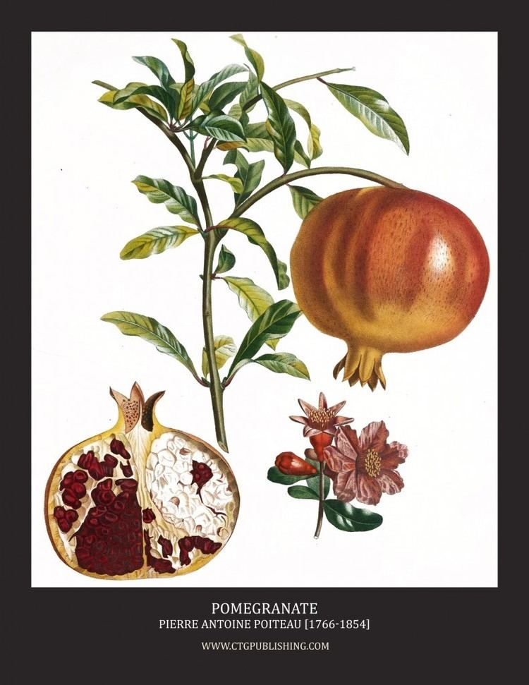 Pierre Antoine Poiteau Pomegranate Illustration by Pierre Antoine Poiteau