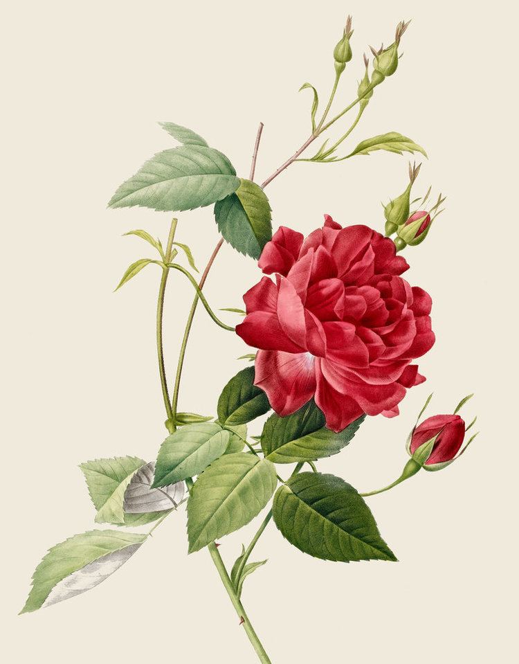 Pierre-Joseph Redouté Rose by Pierre Joseph Redoute British Library Prints