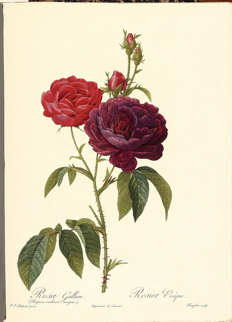 Pierre-Joseph Redoute Roses by PierreJoseph Redoutequot The Japan Times