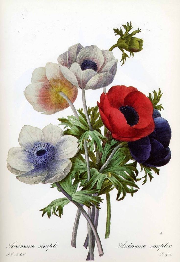 Pierre-Joseph Redouté 1000 images about botanical on Pinterest Flora Flower and