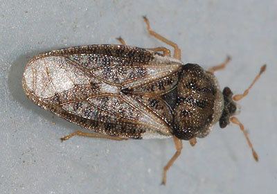 Piesmatidae Piesmatidae Piesma maculatum