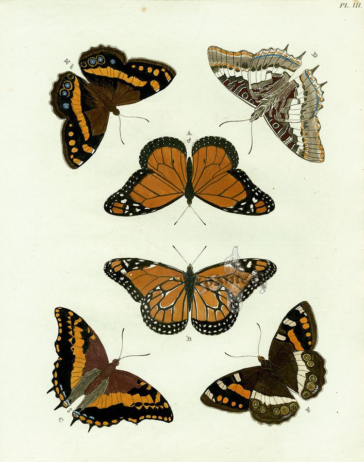 Pieter Cramer Pieter Cramer Butterflies 1775