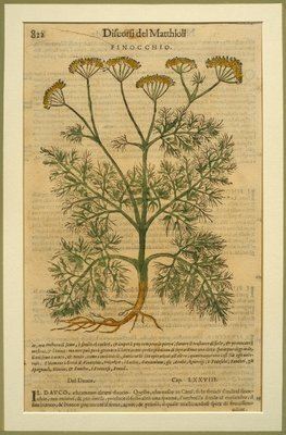 Pietro Andrea Mattioli Fennel a botanical plate from the 39Discorsi39 by Pietro