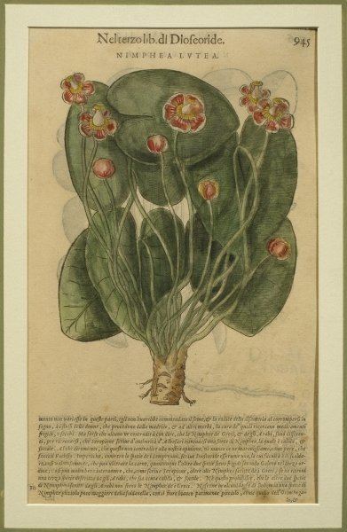 Pietro Andrea Mattioli Nimphea Lutea a botanical plate from the 39Discorsi39 by