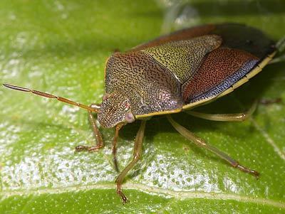 Piezodorus lituratus Pentatomidae Piezodorus lituratus Gorse Shieldbug