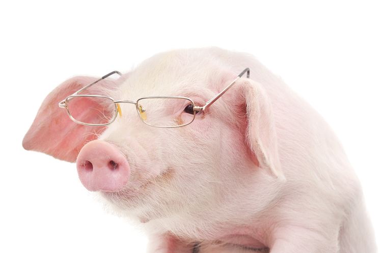 Pig Pigheaded How Smart are Swine Modern Farmer